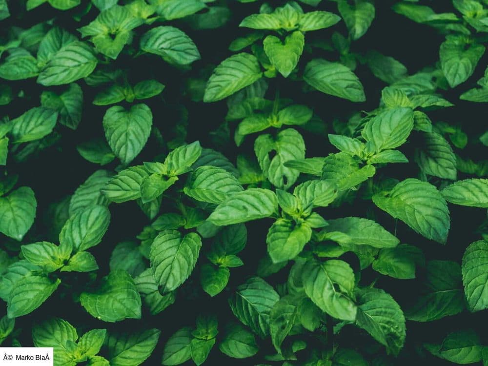 Du basilic frais même en hiver ! Voici comment conserver son basilic en pot