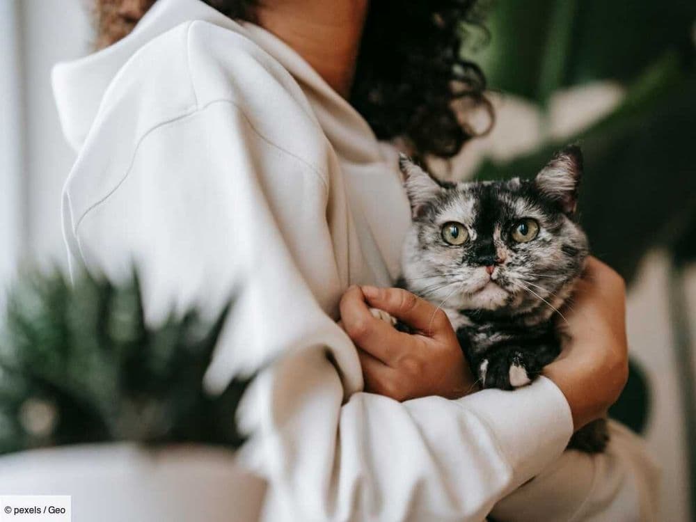Les chats sont-ils vraiment attirés par les gens qui les détestent ? Ce que nous dit la science