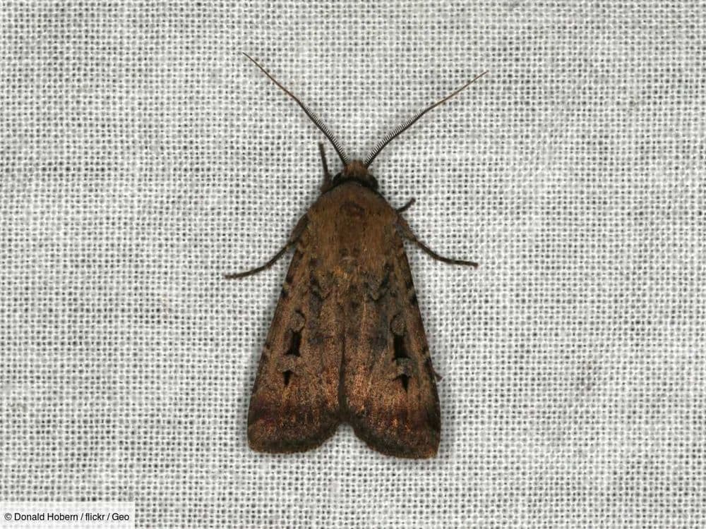Sous les étoiles d’Australie, ce papillon de nuit trouve sa route en lisant le ciel