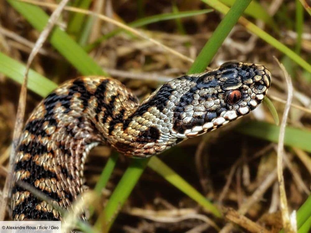 Un serpent venimeux repéré sur une plage très fréquentée par les touristes