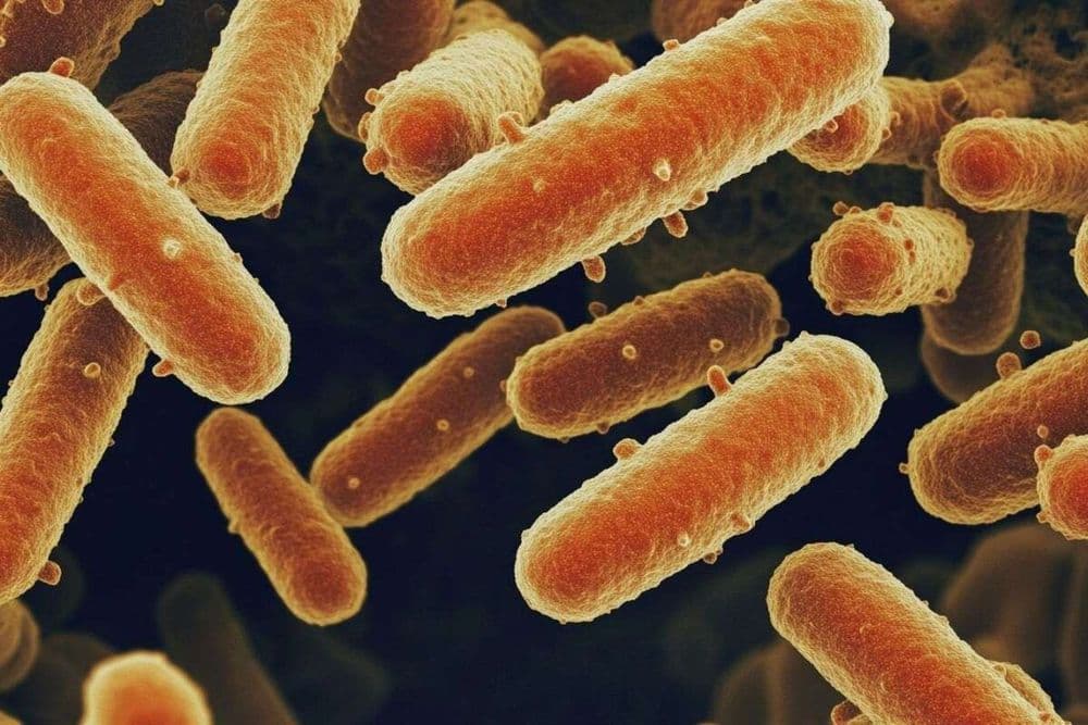 Drame dans l’Aisne : comprendre comment la bactérie E.coli peut être mortelle