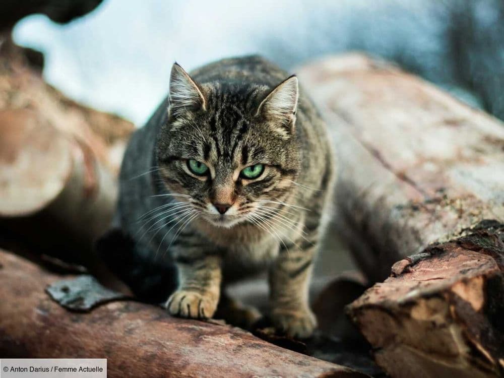 Mon chat court partout ! Tout savoir sur le fameux "quart d’heure de folie" de nos félins préférés