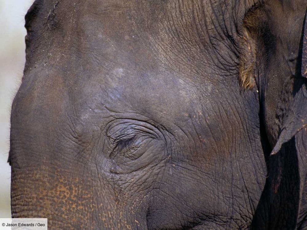 Au Sri Lanka, 6 éléphants décèdent après avoir été heurtés par un train (vidéo)