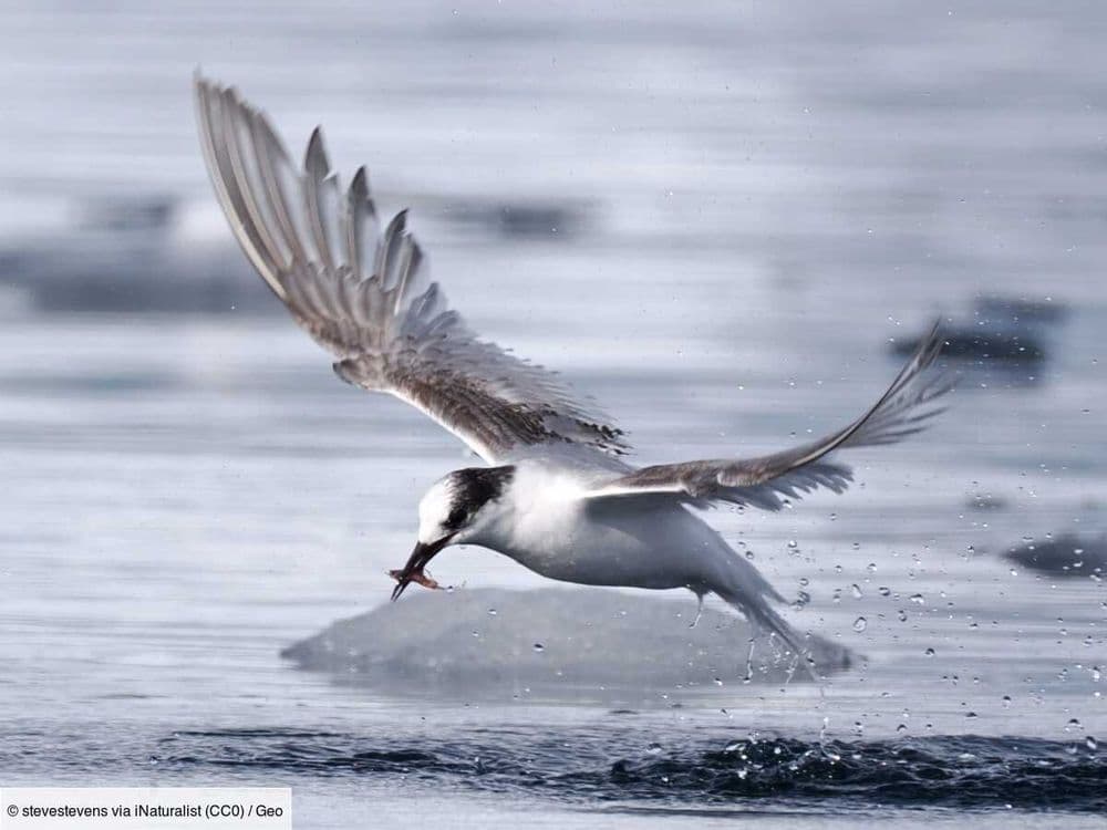 Comment la couleur de l’eau de l'océan Austral pourrait aider à sauver le krill
