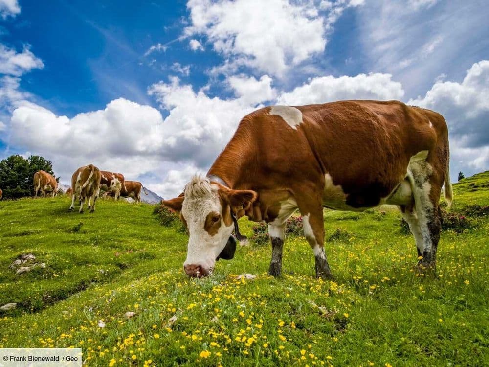 La solution au méthane polluant émis par les vaches se trouve au fond de l'océan