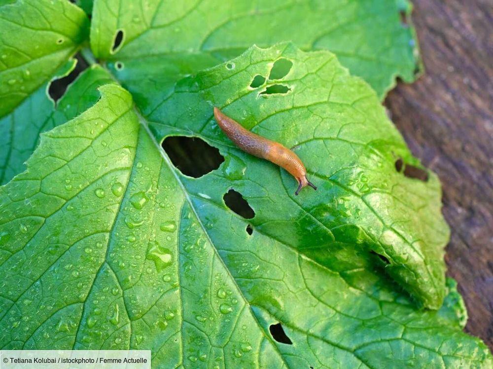 Anti-limaces : les meilleurs répulsifs naturels pour le jardin et le potager