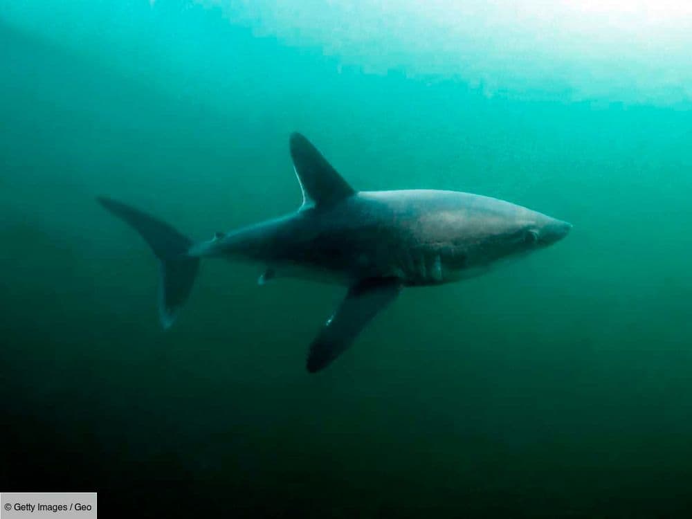 Un cas de prédation inédit entre requins qui s'entredévorent, révélé en eaux profondes par des scientifiques