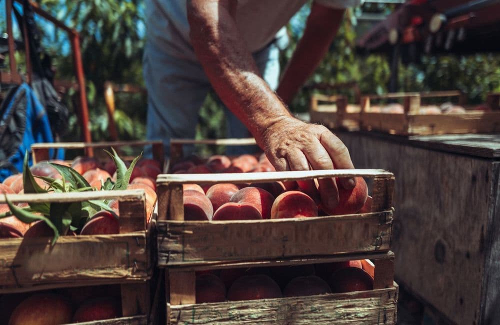 Vous ne devinerez jamais quel ingrédient fait murir plus vite les fruits