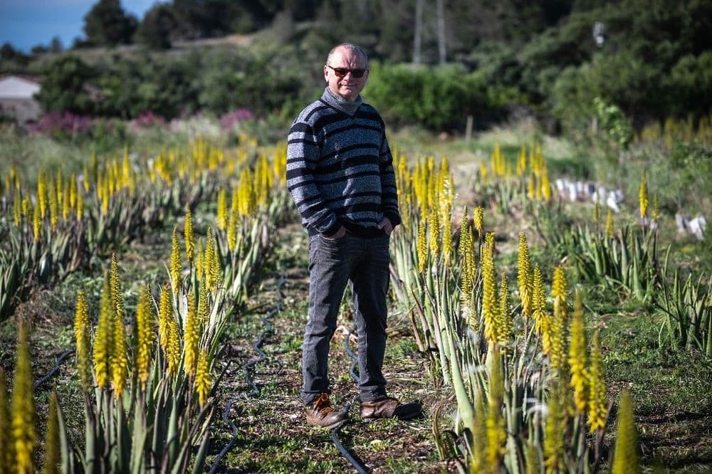 Aude: l'aloe vera au lieu de la vigne pour s'adapter à la sécheresse