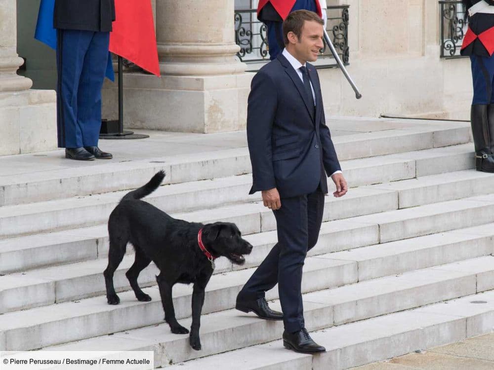 Emmanuel et Brigitte Macron : découvrez la photo de leurs nouveaux chiens, Jeanne et Jules, accompagnés de Nemo