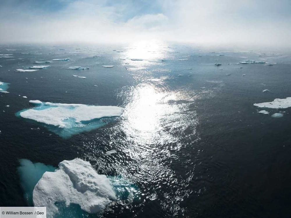 Le secret de la longévité, caché chez cet étonnant requin de 6 mètres des eaux glaciales du Groenland?