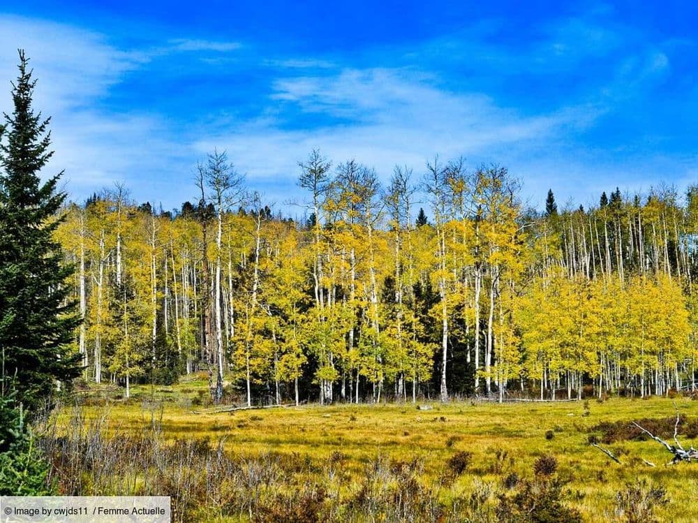 Découvrez "Pando", organisme vivant de 43 hectares qui aurait entre 16.000 et 80.000 ans (l'un des plus vieux du monde !)