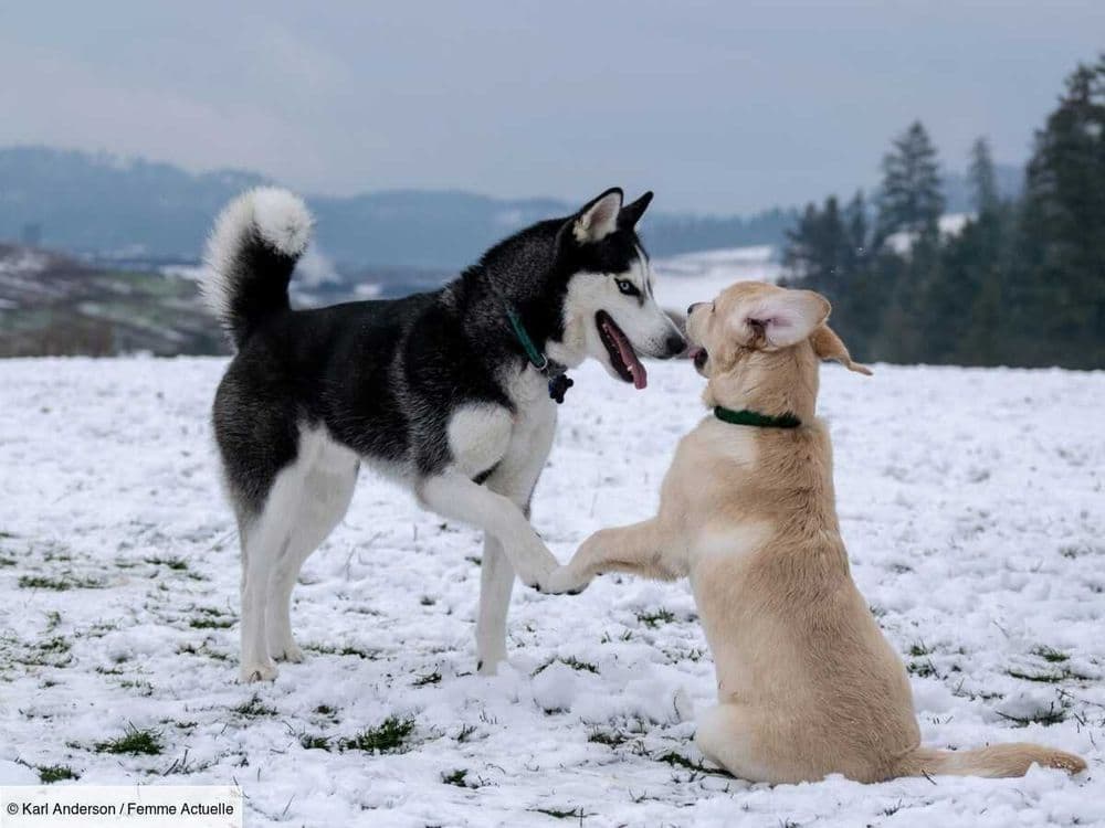 Laïka de Iakoutie, un chien robuste venu du froid