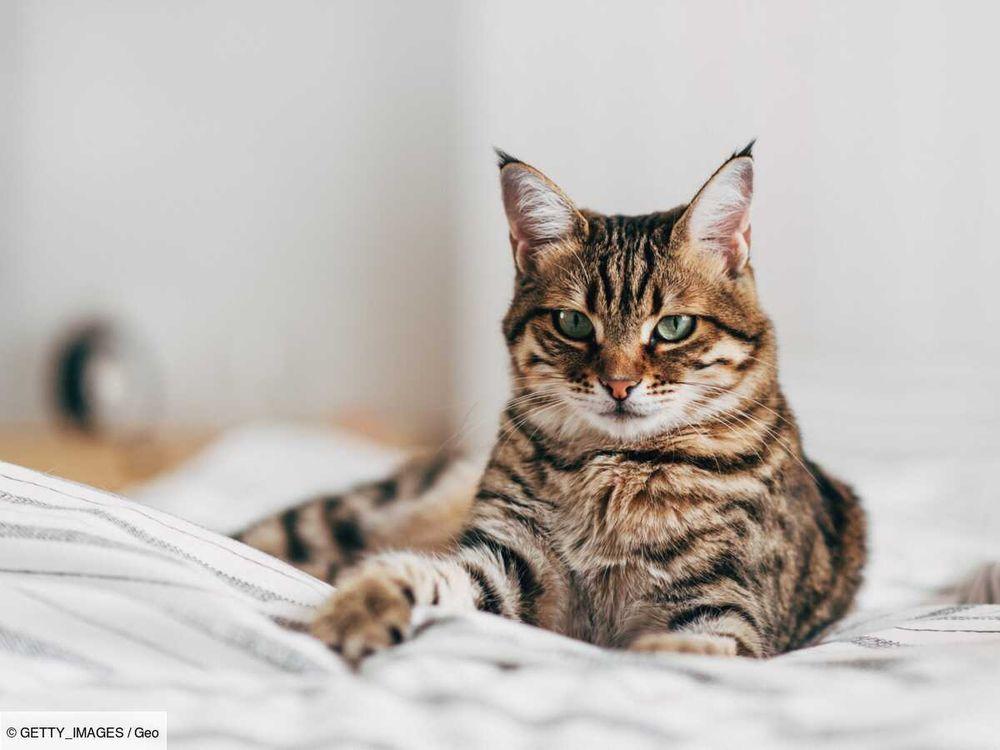 Caca-phorie : pourquoi les chats deviennent-ils fous après avoir fait leurs besoins ?