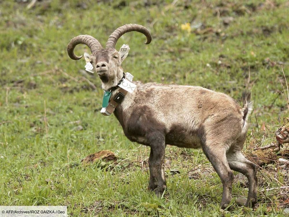 Le bouquetin ibérique fait son retour dans les Pyrénées après un siècle d'absence