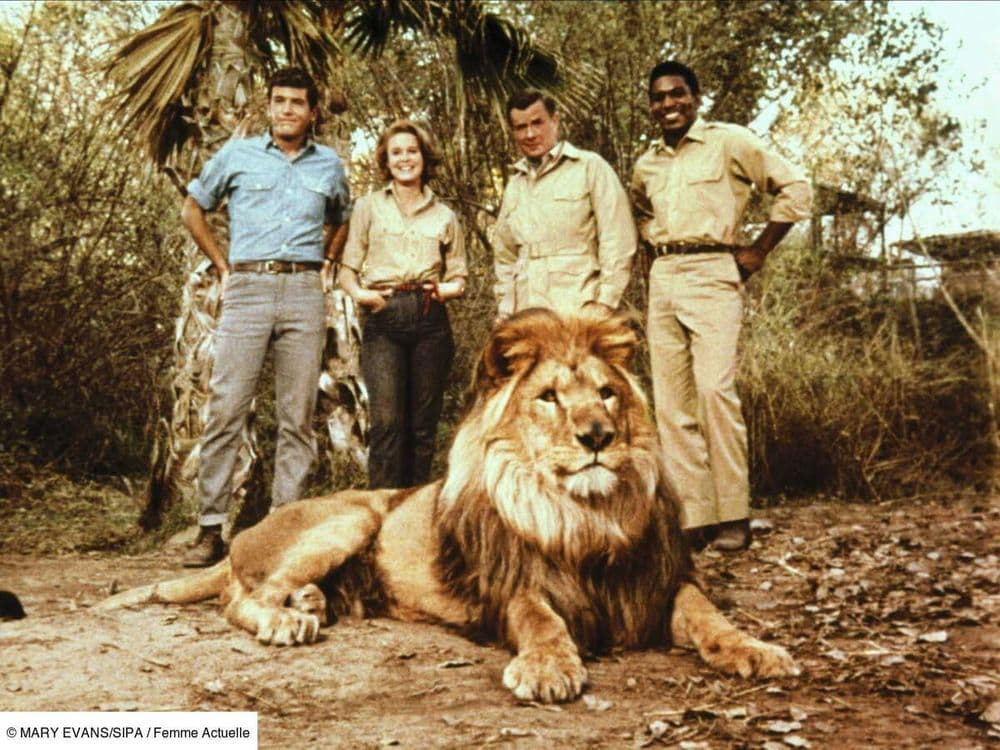 Que sont devenus les acteurs de "Daktari", 55 ans après la fin de la série ?