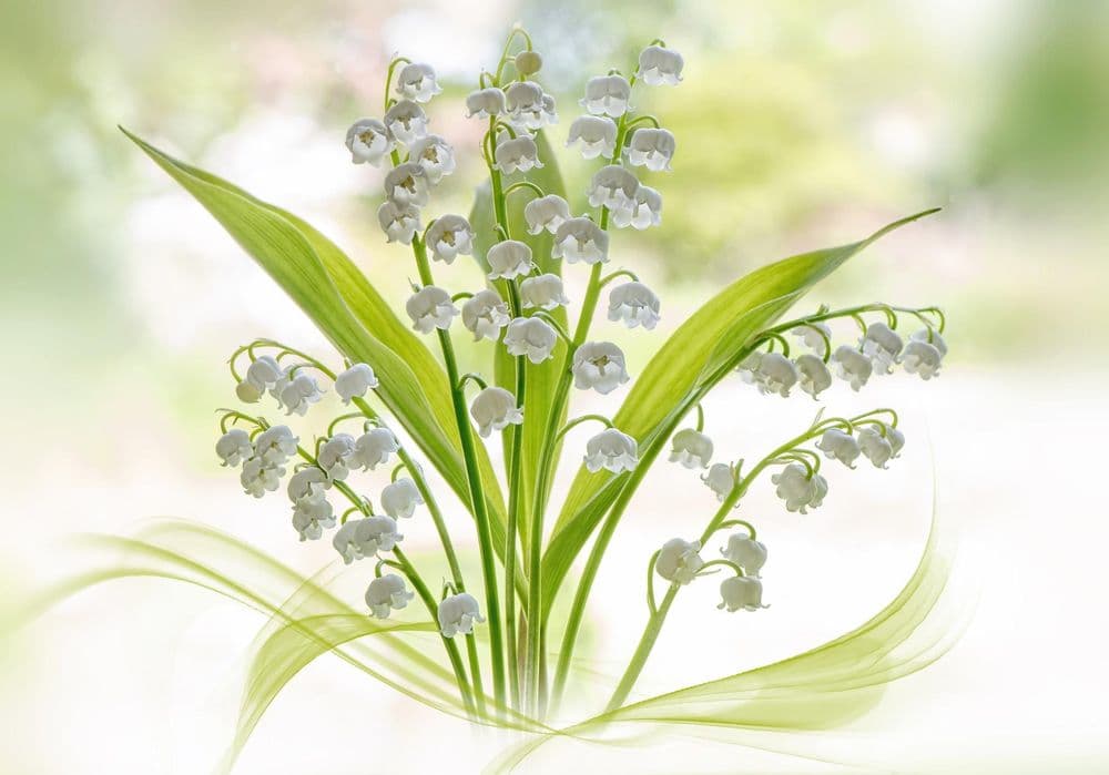 Le 1er-Mai, de la Fête du Travail au muguet : 4 questions autour de ce jour férié