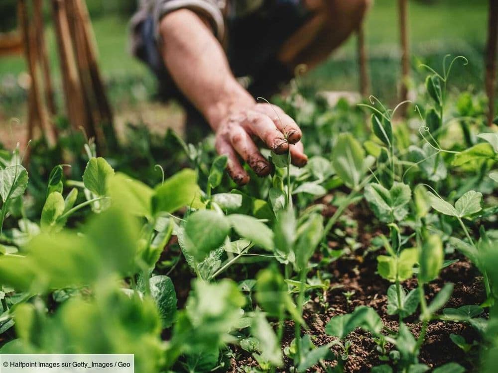 Agriculture urbaine: que mangeraient les habitants des villes en cas d'apocalypse?