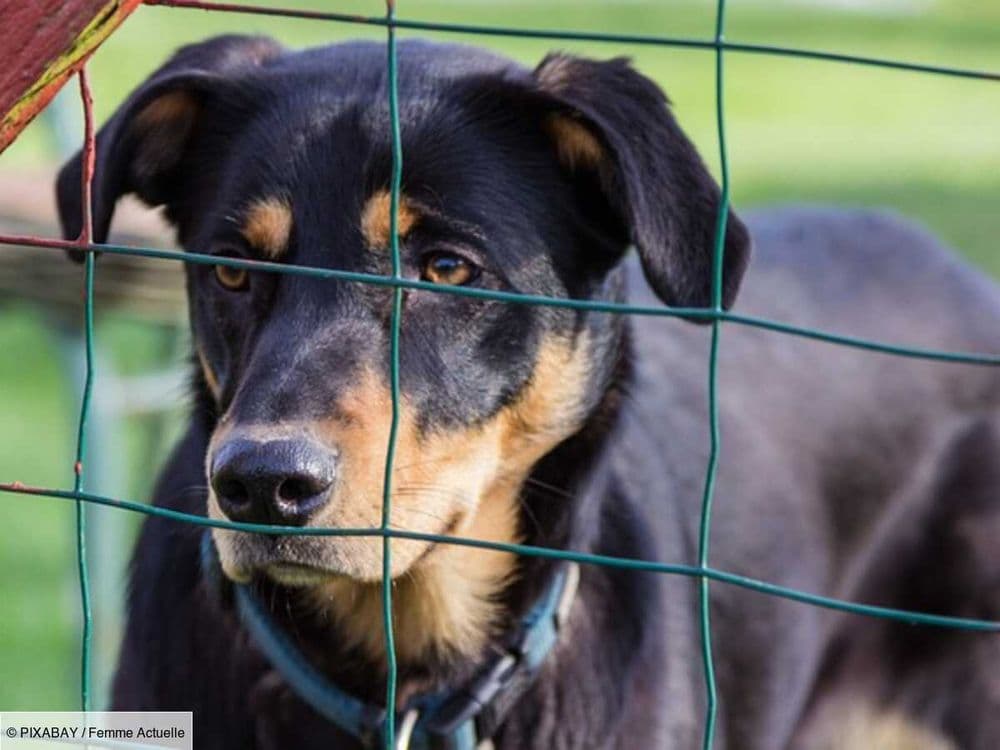 Laon : cible d’un acte de malveillance, un refuge de la SPA perd plusieurs animaux de manière dramatique