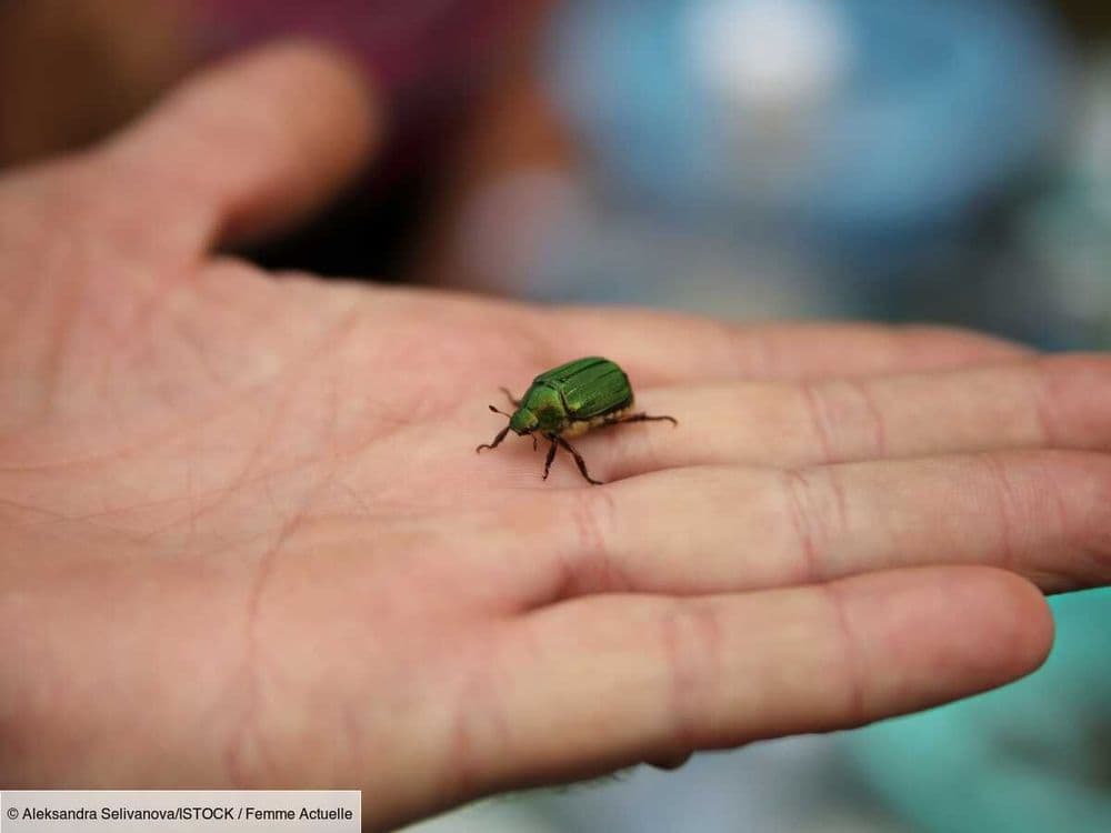 Insecte dans la maison : un entomologiste vous aide à les identifier