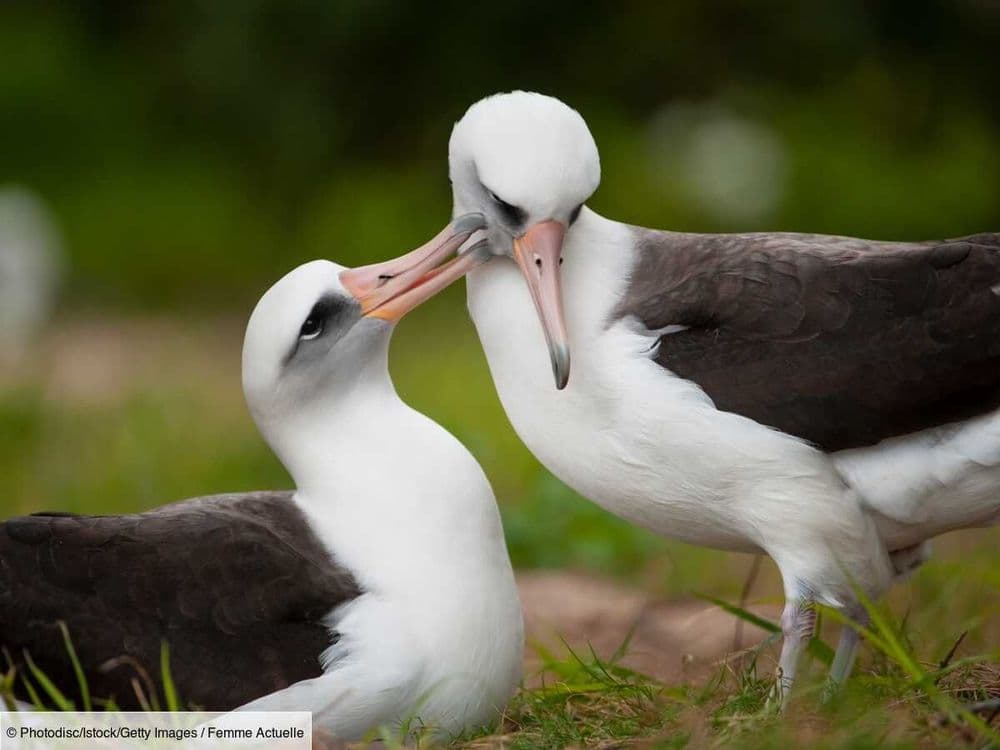 Partage des tâches, sexualité : les animaux sont ils plus féministes que les humains ?