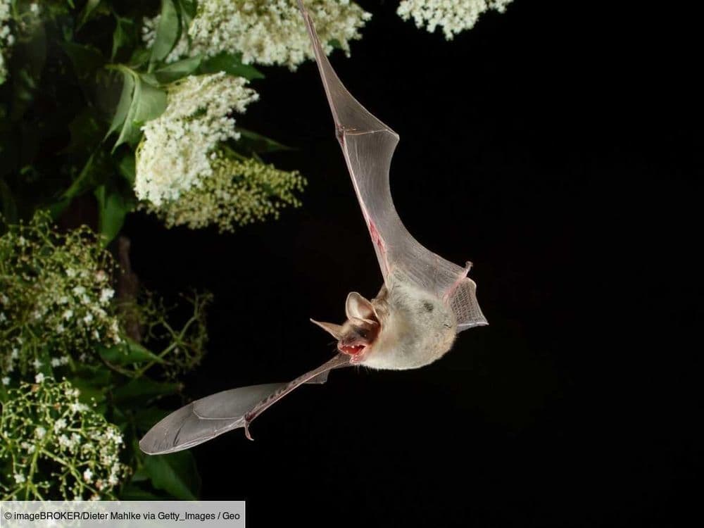 Ce que les déjections des chauves-souris nous disent des incendies