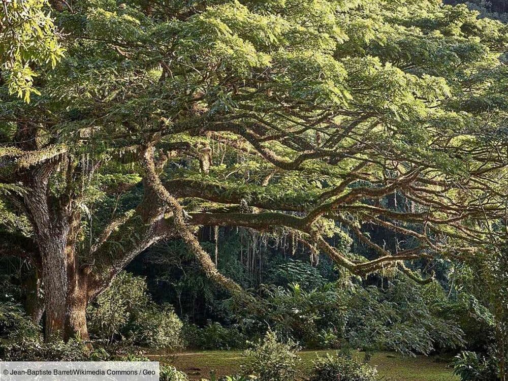 Immersion dans l’habitation Céron, un jardin exceptionnel et caché de Martinique