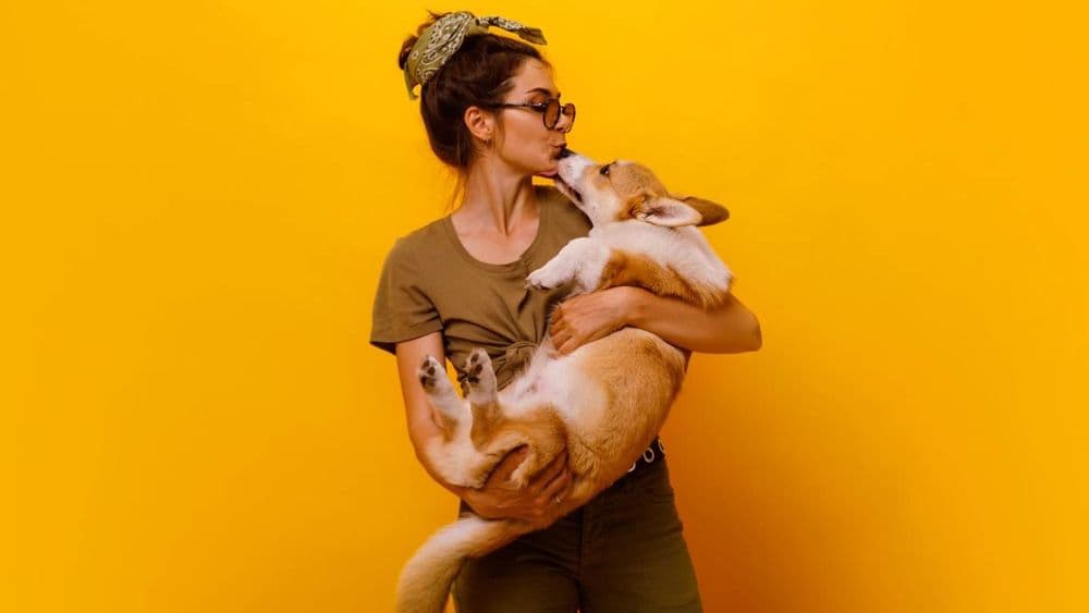 Assurance animaux : quel budget pour assurer son chat ou son chien pendant 10 ans ?