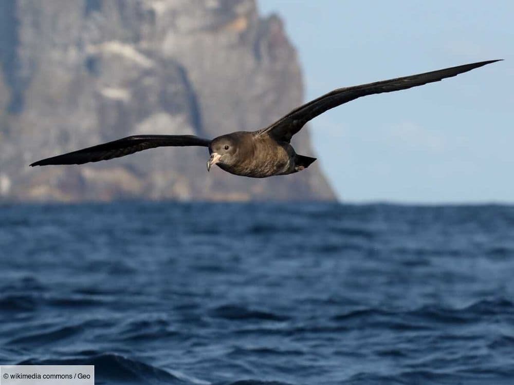 Ces oiseaux de mer subissent des lésions cérébrales semblables à l'Alzheimer en raison de la pollution plastique