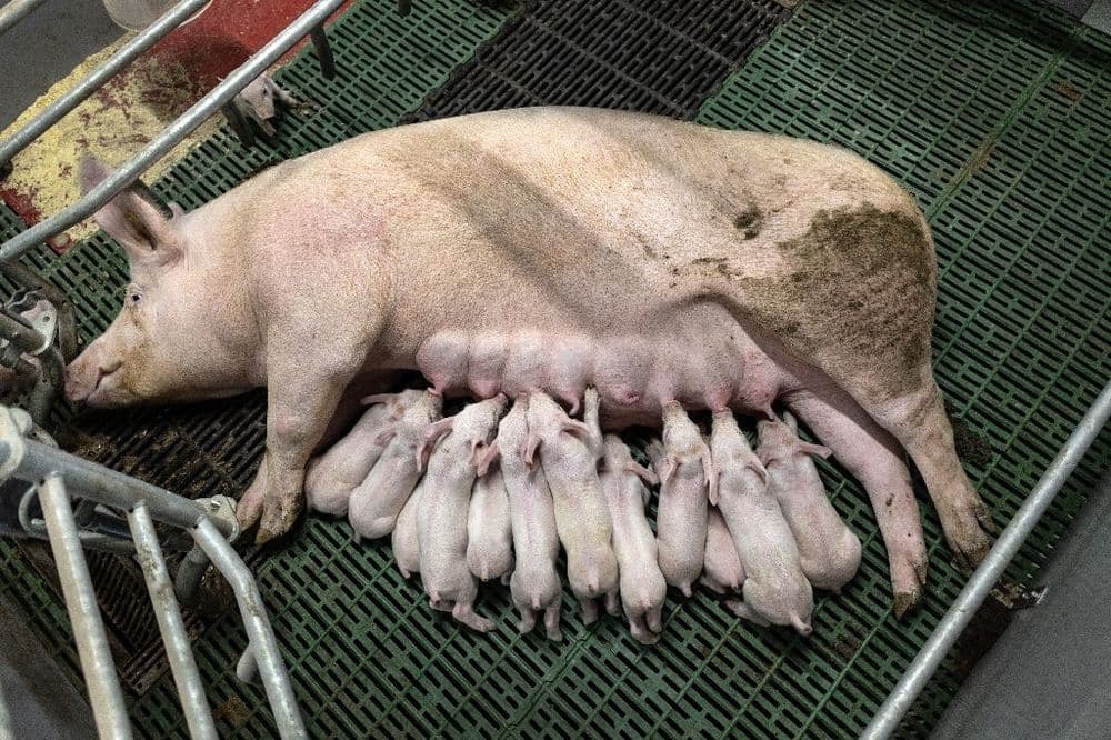 En Bretagne, la filière porcine met en avant des agrandissements "nécessaires" mais "exemplaires"