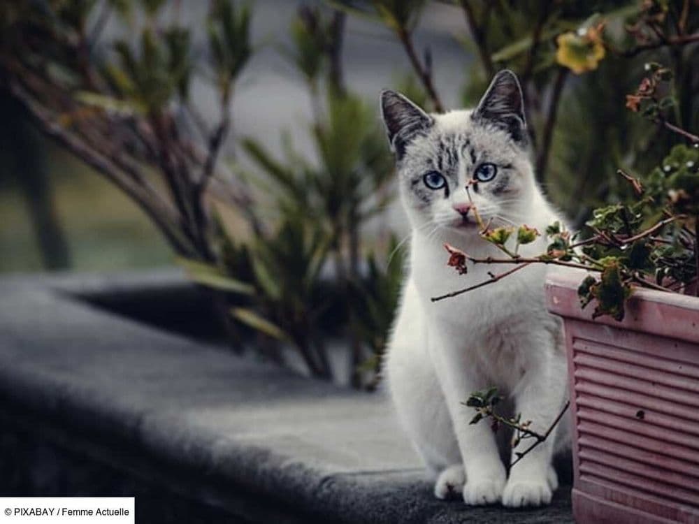 "J'ai un animal seul chez moi" : cette carte mise en place dans plusieurs villes de France permet de faire garder son animal en cas d'hospitalisation