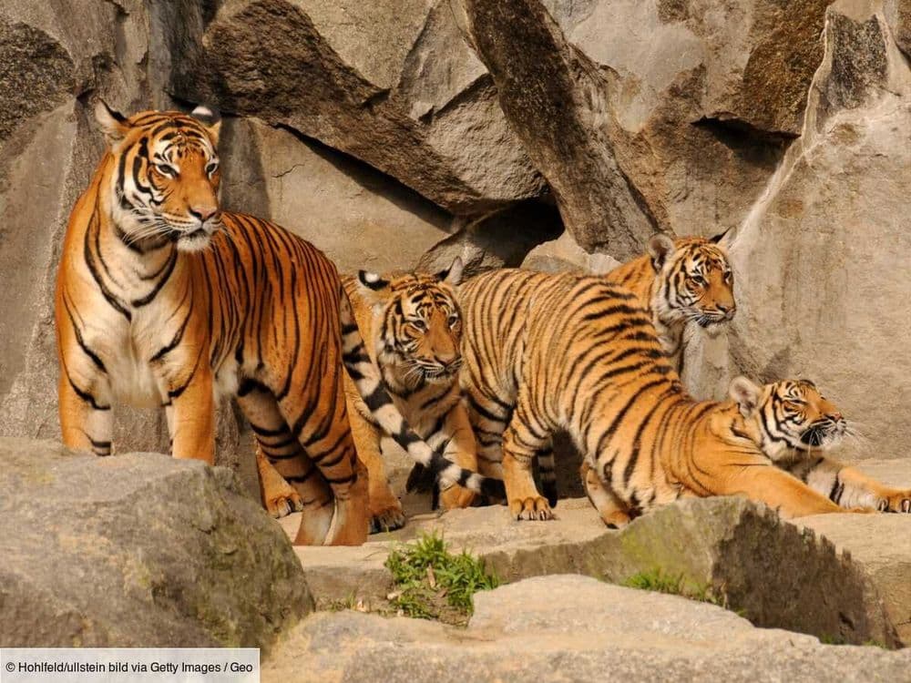 Dans les forêts de Thaïlande, des cerfs retrouvent la liberté pour sauver le tigre d'Indochine