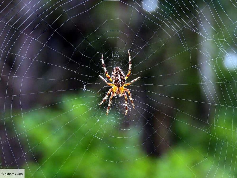 Quand la NASA droguait des araignées pour observer leurs toiles