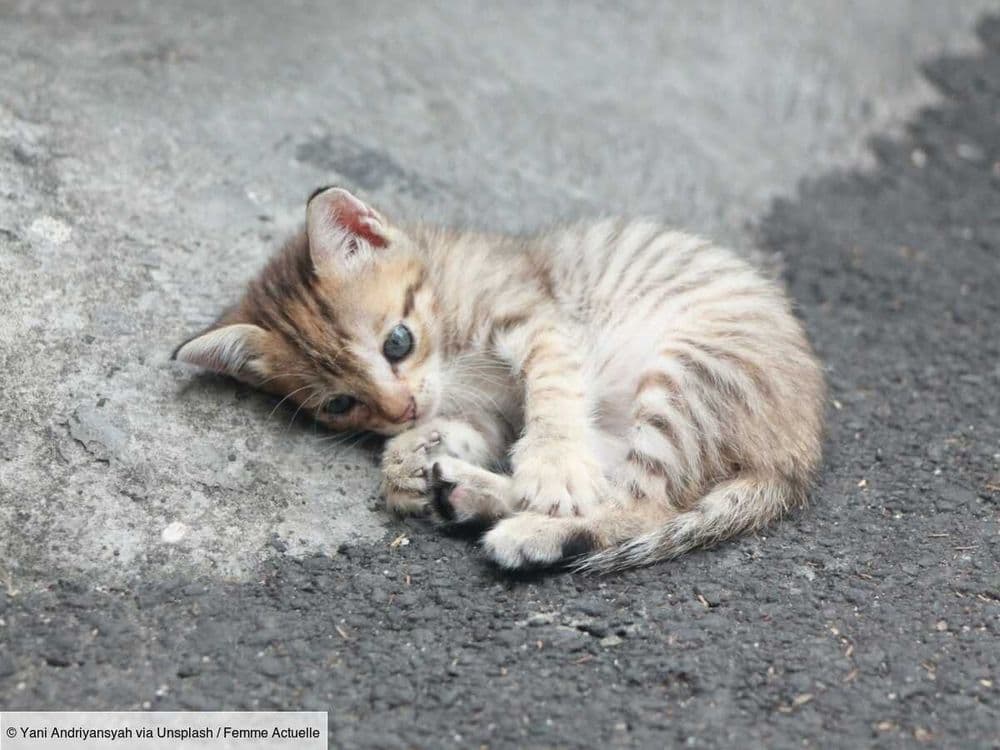 “Il est très coriace” : un chaton retrouvé sain et sauf après avoir parcouru 400 km coincé sous une voiture