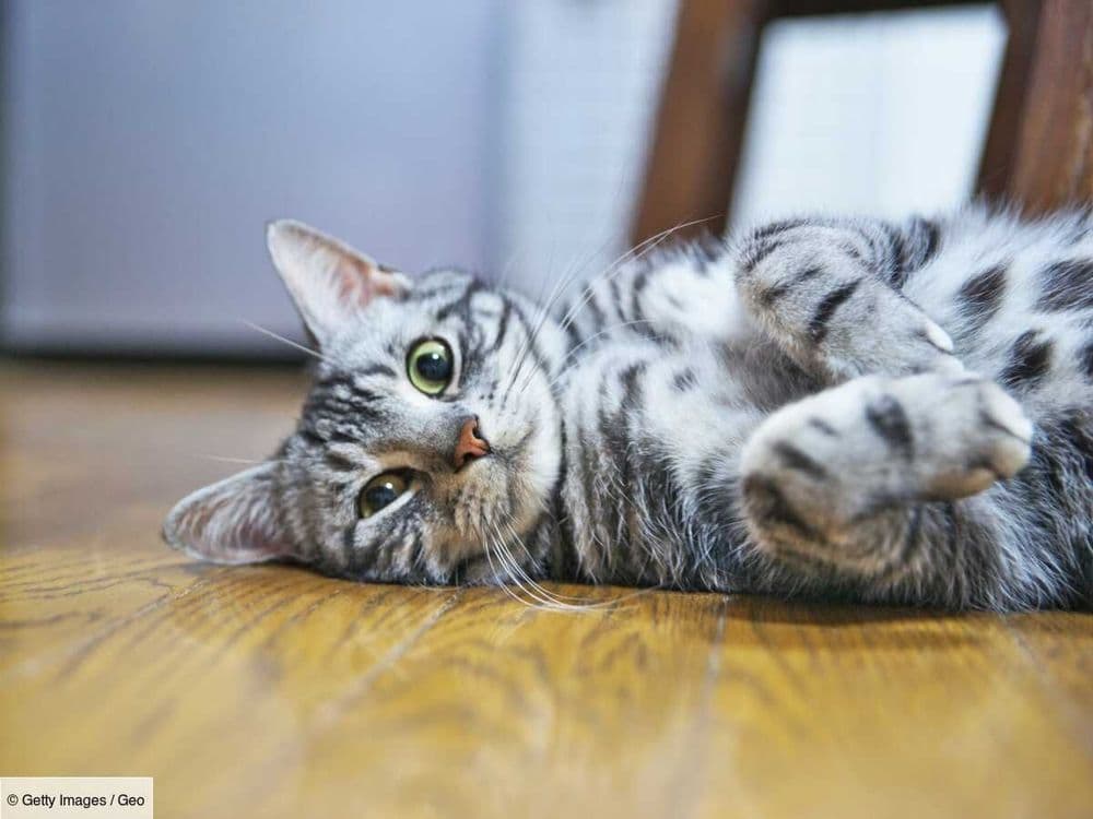 Comment calculer l'âge d'un chat ?