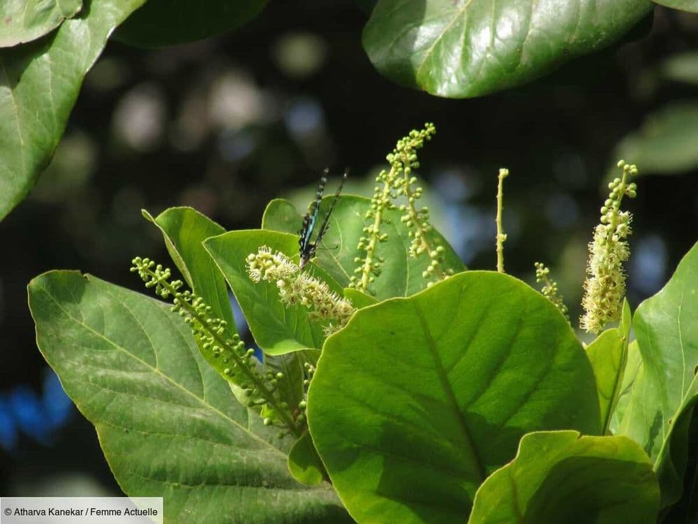 Ces plantes toxiques pour les animaux à éviter absolument à la maison ou dans le jardin