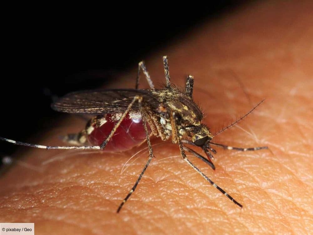 Et si notre sang devenait un poison mortel pour les moustiques? La science y travaille