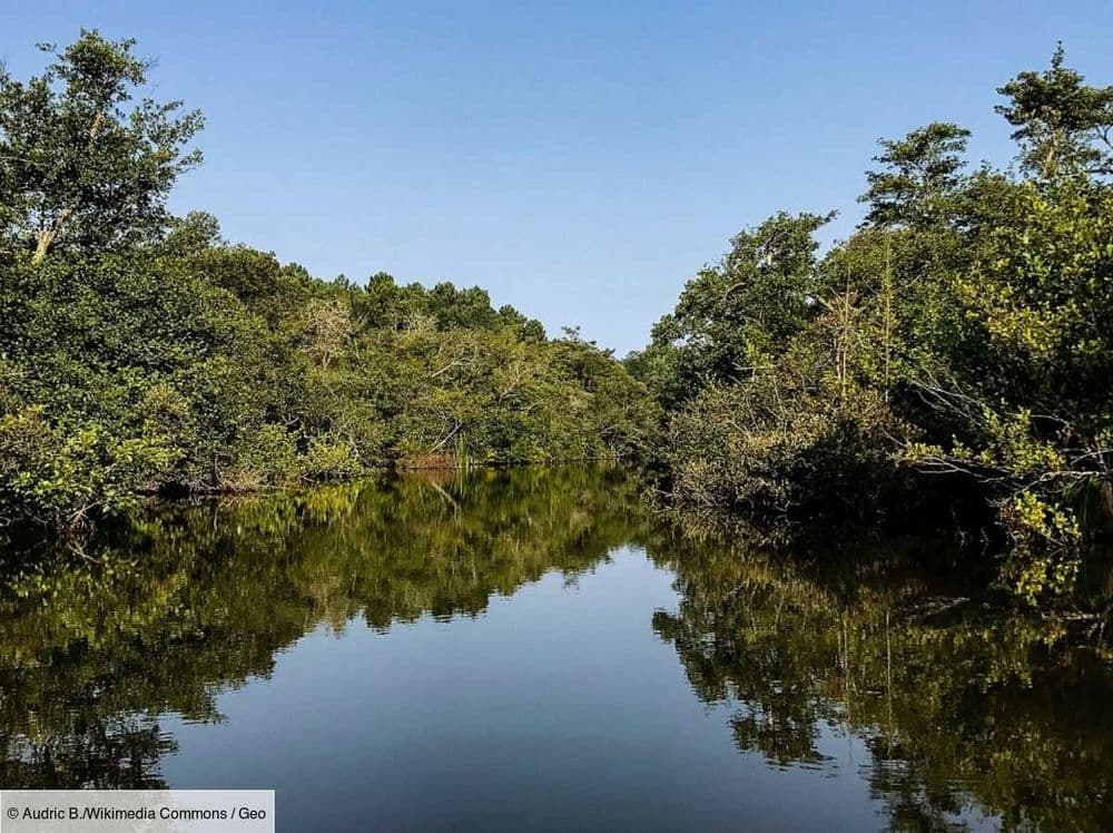 Le courant d'Huchet, la petite Amazonie des Landes