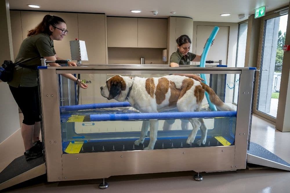 Le royaume suisse des Saint-Bernard se réinvente
