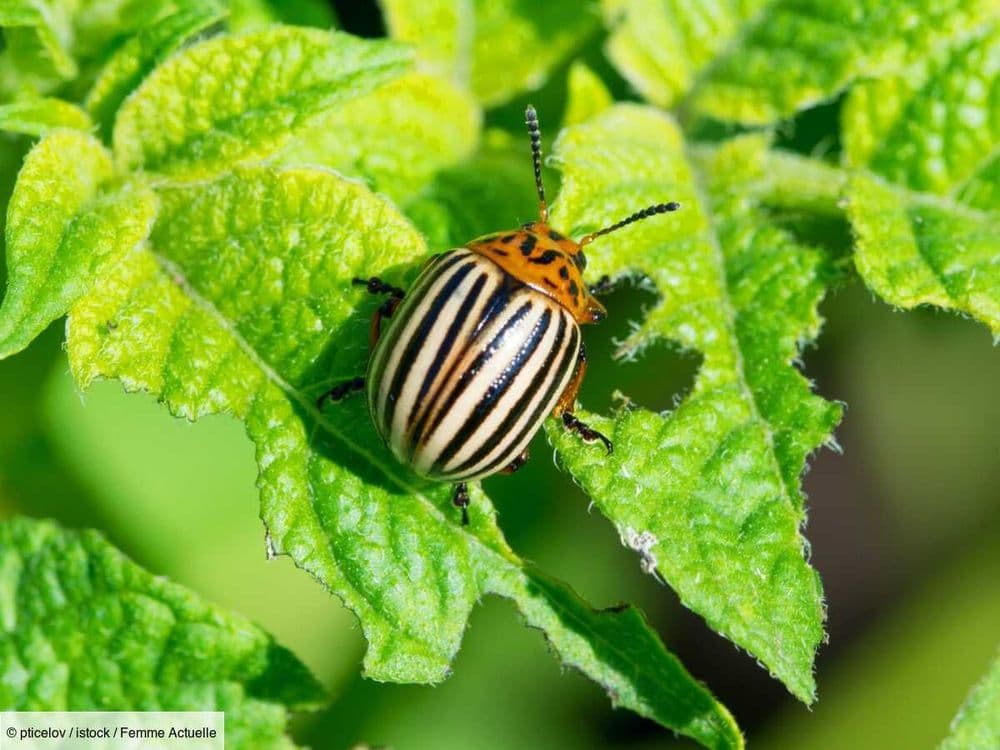 L'astuce naturelle et vraiment pas chère pour faire fuir les ravageurs du jardin (doryphores)
