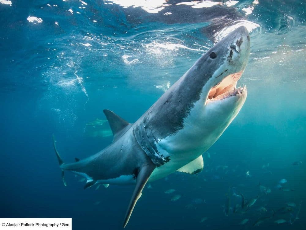 Mordre son partenaire au cours de l'accouplement, une pratique commune chez les requins-taureaux