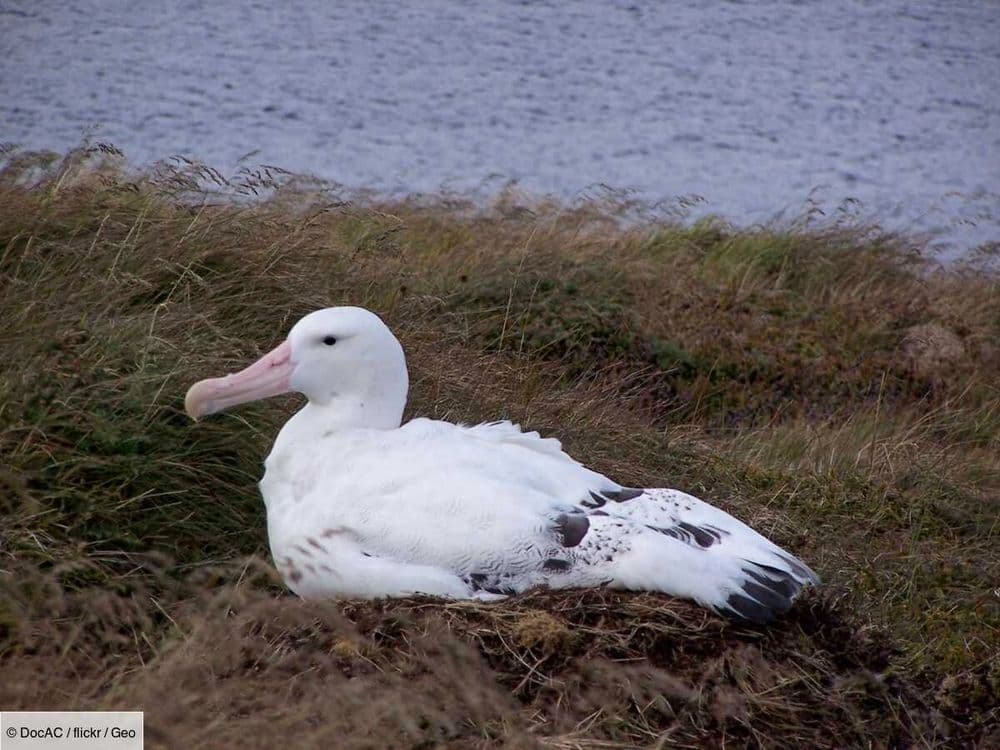 Des souris mangeuses d'oiseaux font régner la terreur sur une île sud-africaine