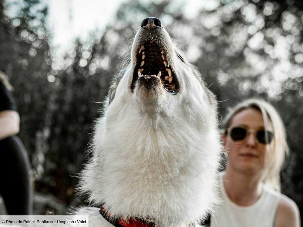 Animal totem, symboles, rêves : quelle est la signification de l'Animal totem du Loup ?