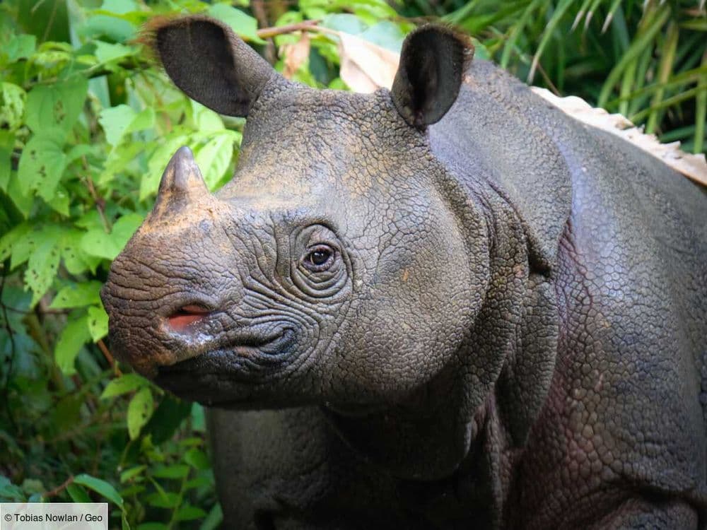 En Indonésie, la découverte exceptionnelle d'un jeune rhinocéros de Java relance l'espoir de sa préservation