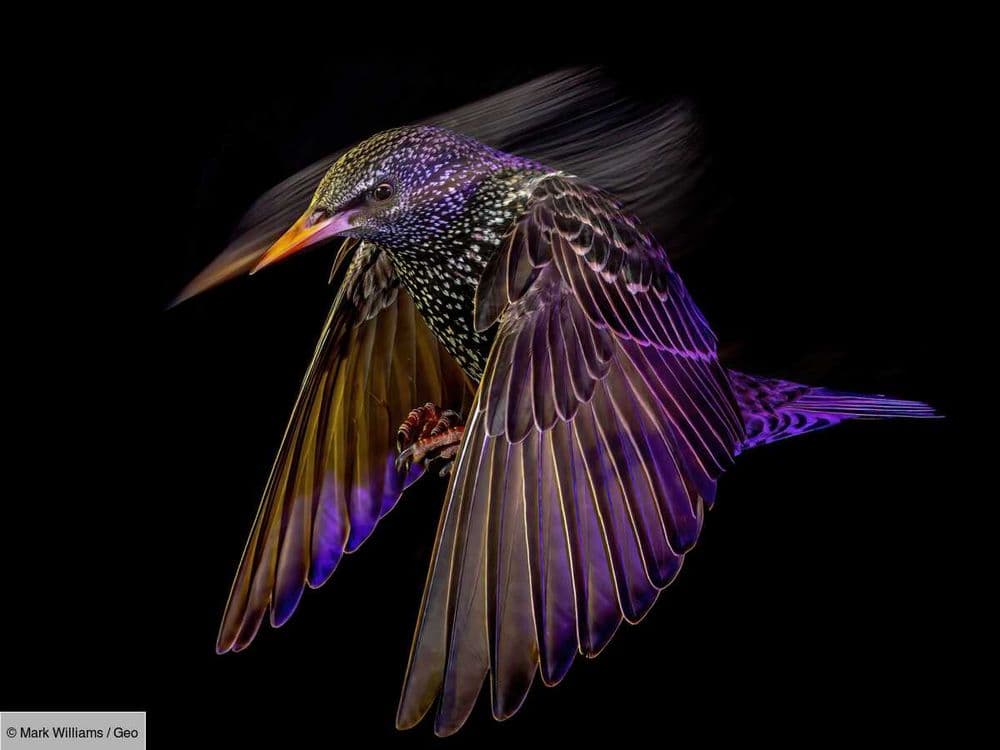 Découvrez les plus belles photos des British Wildlife Photography Awards de 2024