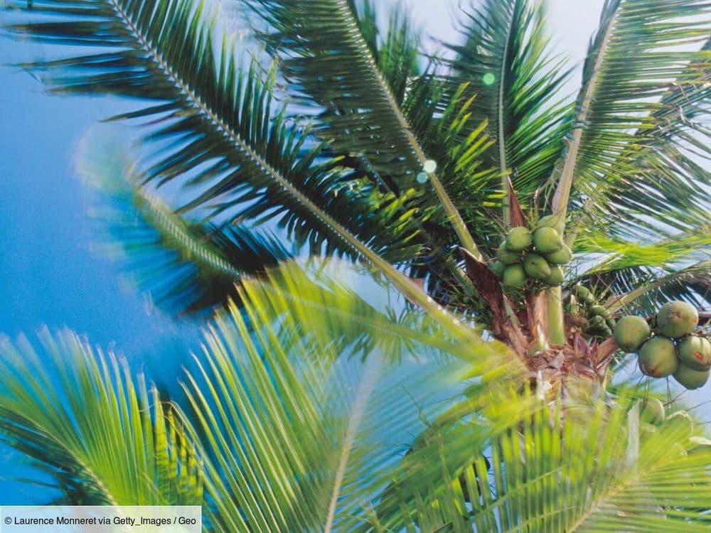 Les cocotiers, un encombrant héritage colonial pour les atolls du Pacifique et leur biodiversité