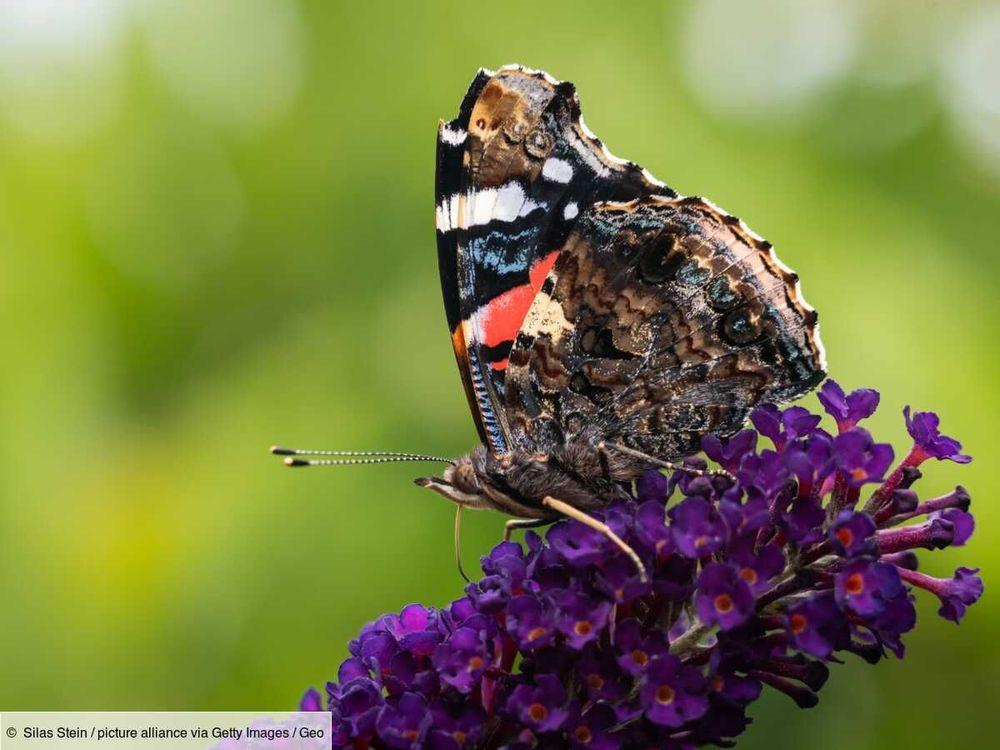 Les papillons utilisent l'électricité pour polliniser les fleurs