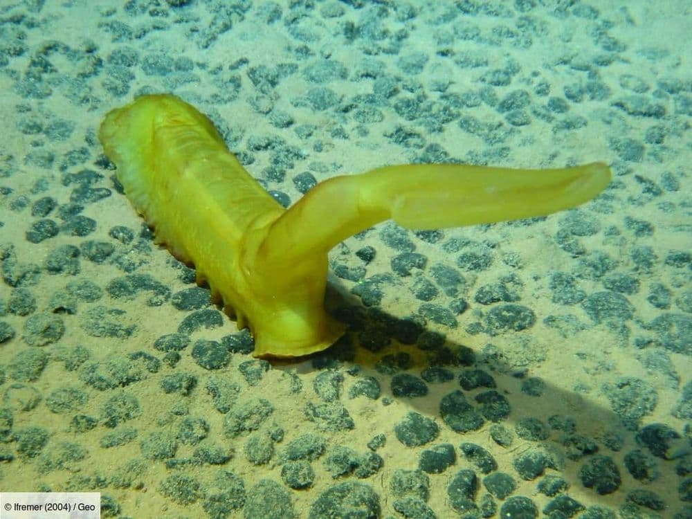 Un incroyable "oxygène noir" détecté à 4 000 mètres de profondeur dans l'océan