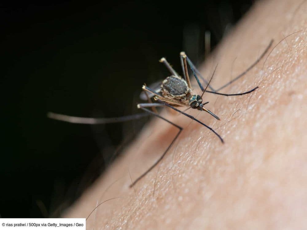 La "technique du mâle toxique": envenimer le sperme des moustiques par modification génétique