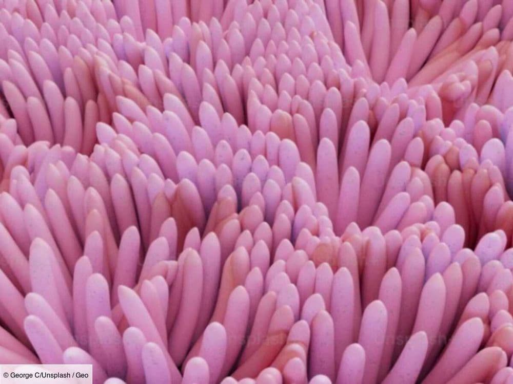 Mille milliards de mille bactéries : le microbiote, un écosystème capital